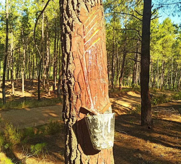 Iniciación al aprovechamiento resinero